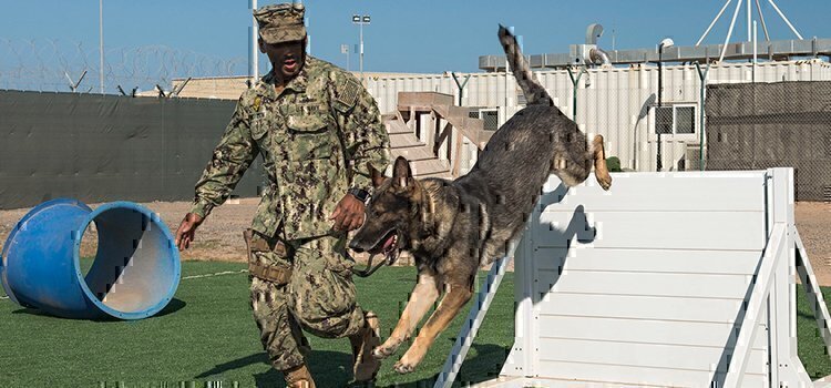 a navy sailor training a dog