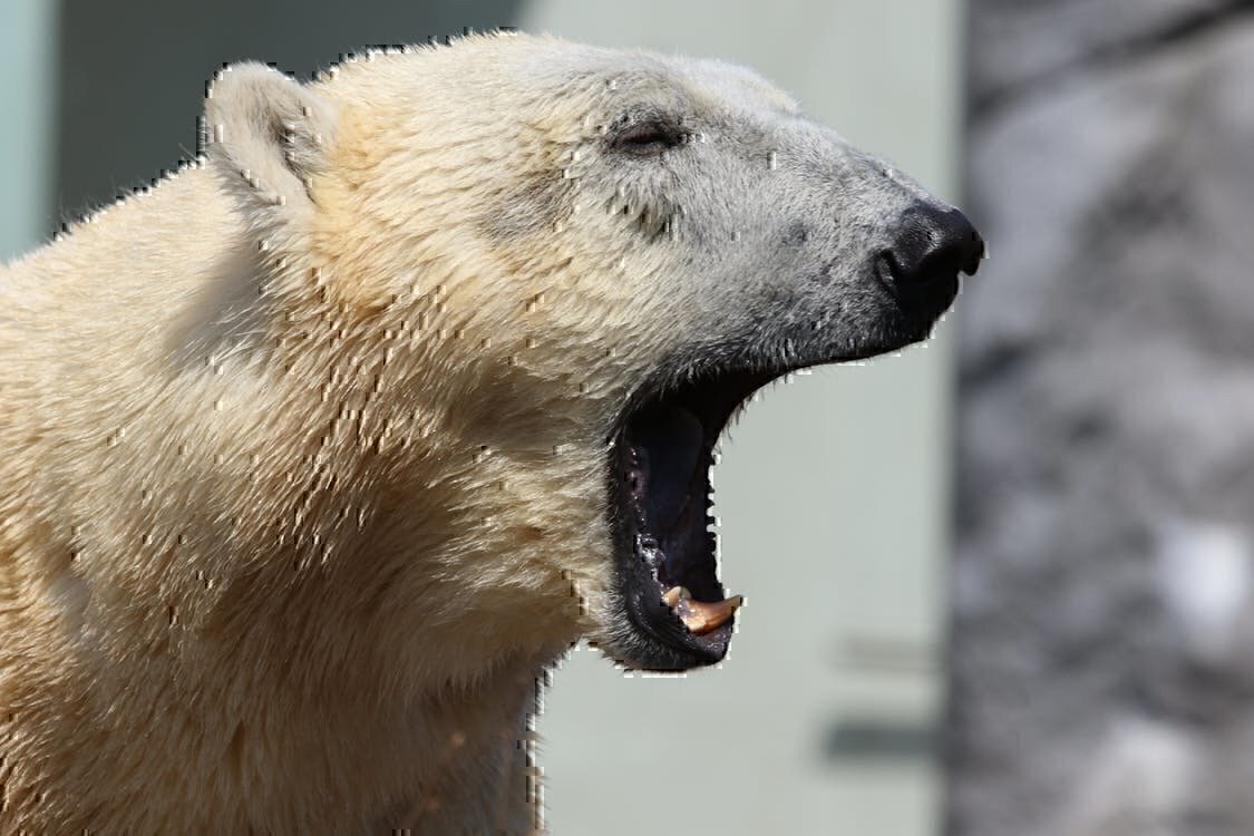 photo shows an image of a polar bear tired, like somebody would be if you made mistakes during a job interview