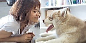 transporting your pets during your pcs