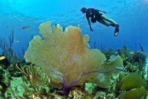 deep water diving certification school