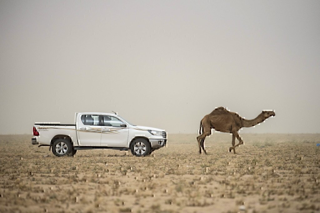 A truck driving behind a camel in the desert as he's working a military contractor job.