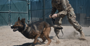 national k9 veterans day