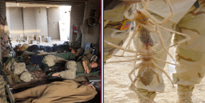 bugs