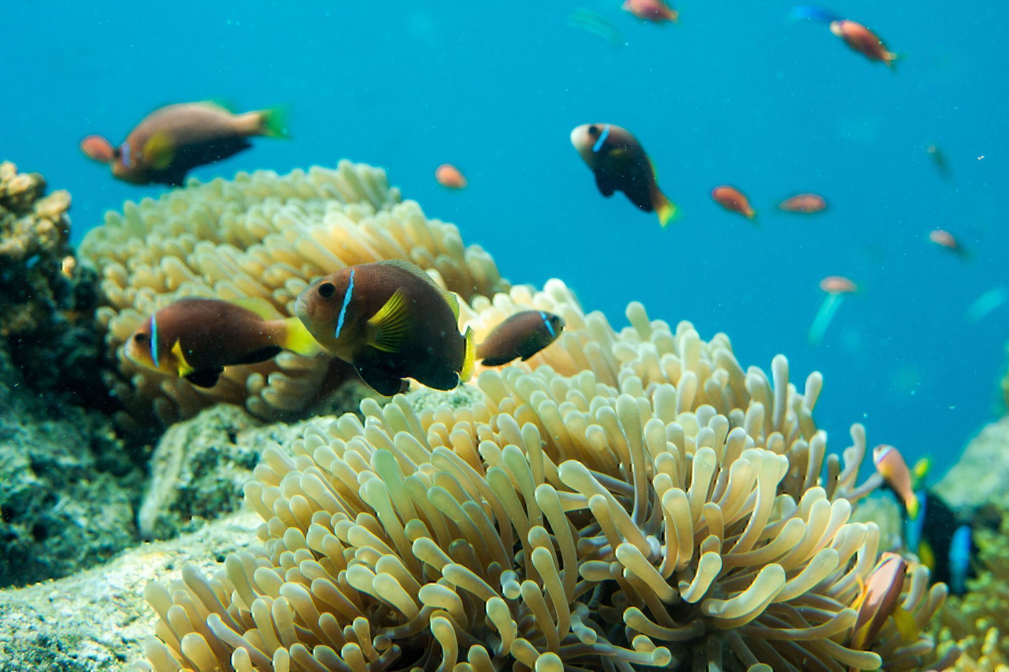 a school of fish swim next to a coral reef