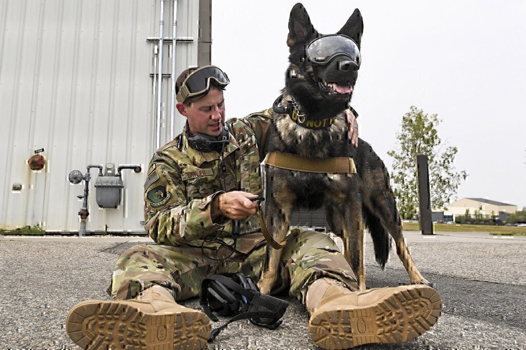 a dog with goggles on canine unit