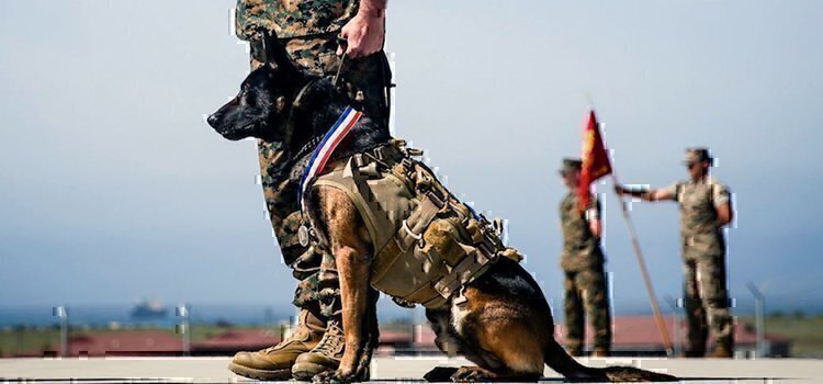 k9 dog veteran retires with marine