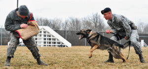 a k9 dog unit training in the military