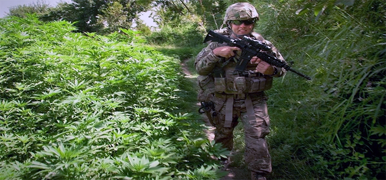 a soldier walking through a marijuana field
