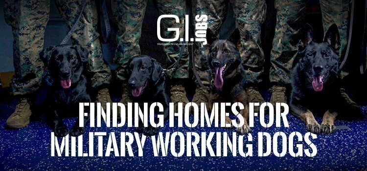 four-military-working-dogs